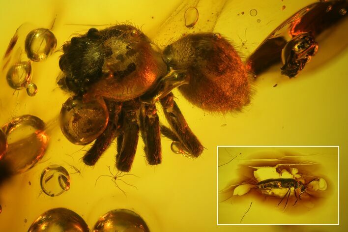 Fossil Beetle (Coleoptera) & Spider (Araneae) In Baltic Amber #163469